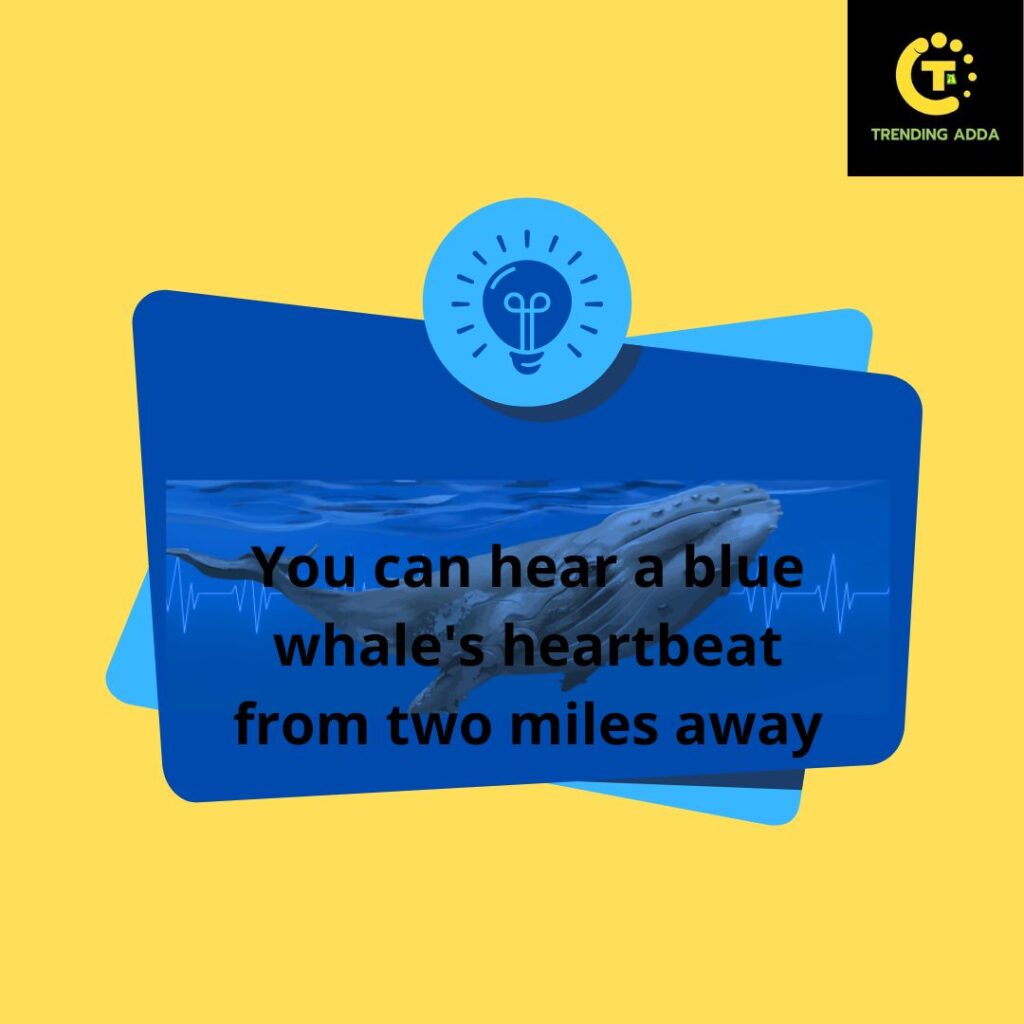 You can hear a blue whale's heartbeat from two miles away