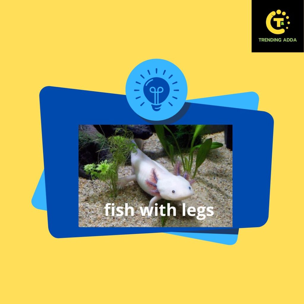 There is a Fish with Legs